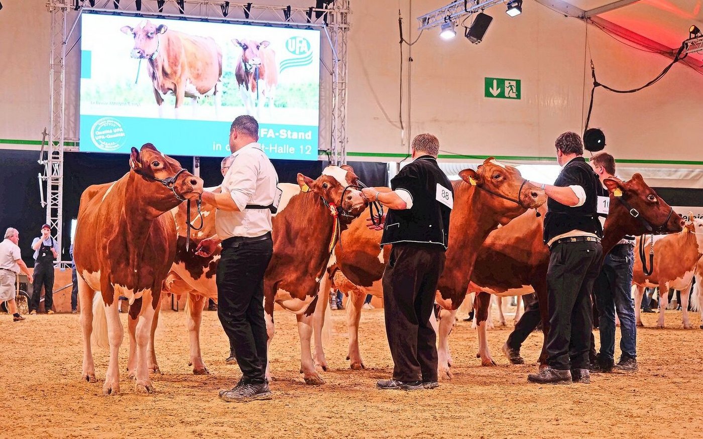 Sie waren unter den Swiss Fleckvieh die Schönsten: Lorbas Nala, Kilian Mayla, Orlando Soleil und Hamilton Kyla P (v. l. n. r.).