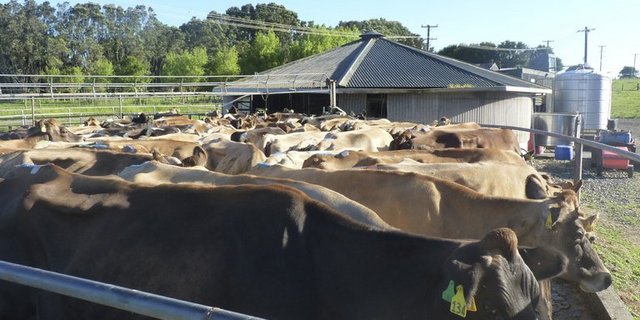 Kühe im Wartestand auf einem Betrieb in Neuseeland. (Bild ed)