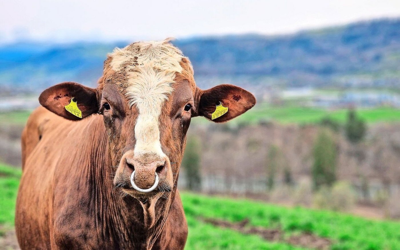 Die Blume am Kopf gab dem Red-Holstein-Stier seinen Namen: Flower Boy. Er hat diese Woche im Anhänger von Viehhändler Toni Teuscher seinen letzten Gang in den Schlachthof nach Oensingen SO angetreten.