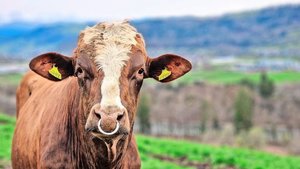 Die Blume am Kopf gab dem Red-Holstein-Stier seinen Namen: Flower Boy. Er hat diese Woche im Anhänger von Viehhändler Toni Teuscher seinen letzten Gang in den Schlachthof nach Oensingen SO angetreten.