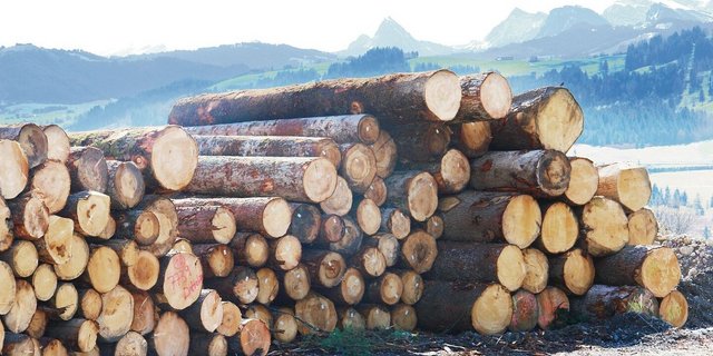Wegen der Baukrise in Deutschland ist auch der Druck auf die Preise von Schweizer Rundholz merkbar angestiegen.