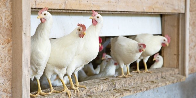 Biosicherheit trägt zur Gesundheit der Legehennen bei und damit auch zu besseren Produktionsergebnissen.