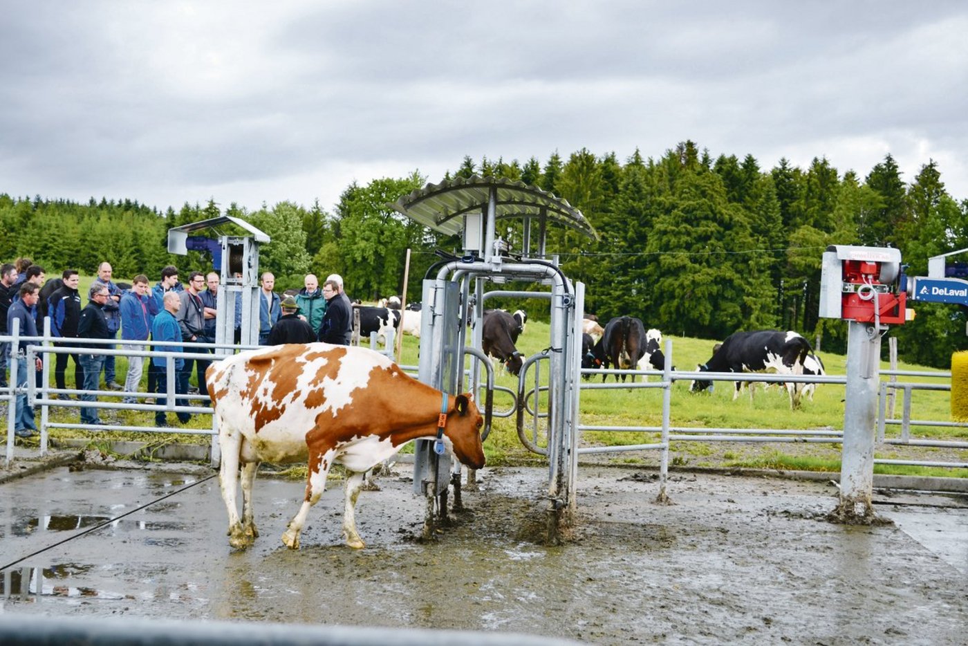 Ein Weidetor sorgt dafür, ob und in welche Weide die Kühe gehen dürfen.