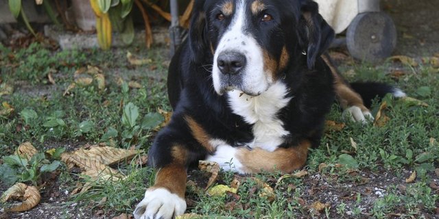 Die Haltung eines Hundes kann die individuell verursachten Umweltbelastungen um fünf Prozent steigern. (Bild landwirtschaft.ch / Amanda Girod)