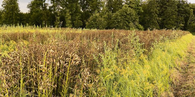 Starker Befall durch Erdmandelgras auf einer Fläche in der Nähe von Herzogenbuchsee BE.Gut zu erkennen ist das Gras am gelblichen Grün. (Bild Adrian Krebs)