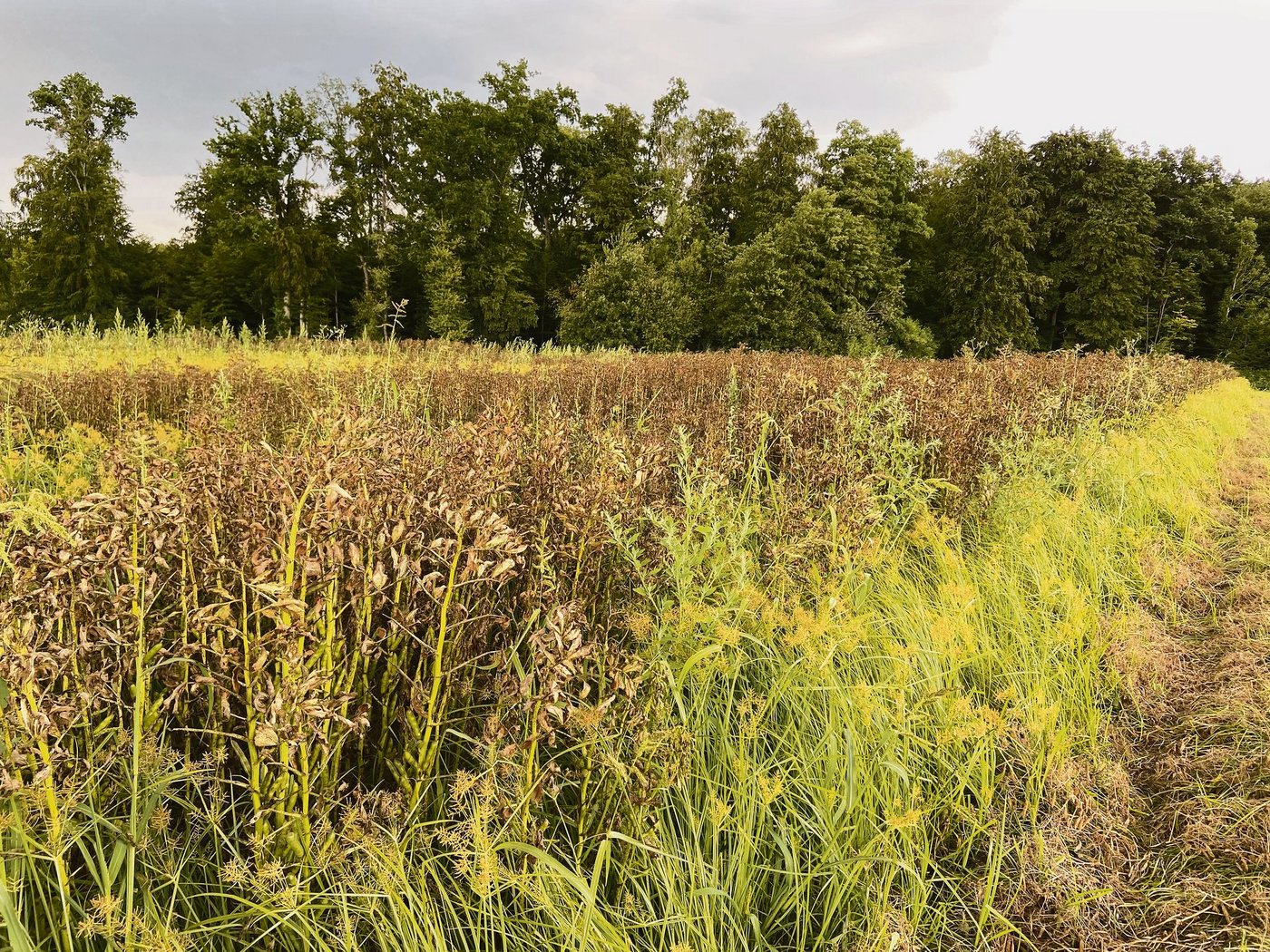 Starker Befall durch Erdmandelgras auf einer Fläche in der Nähe von Herzogenbuchsee BE.Gut zu erkennen ist das Gras am gelblichen Grün. (Bild Adrian Krebs)