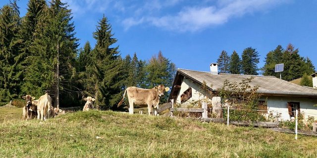 Alpwirtschaft auf dem Känzeli, hoch über der Stadt Chur. (Bild: Jürg Vollmer)