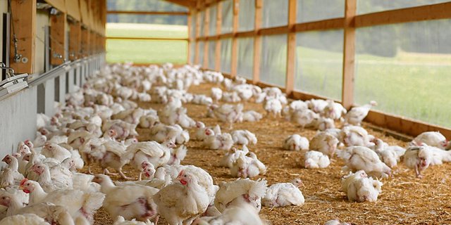 Die Pouletmast wurde lange Zeit als rentabler Betriebszweig angepriesen. In den letzten Jahren wurde jedoch zunehmend eine Sättigung erreicht.(Bild Bell AG)