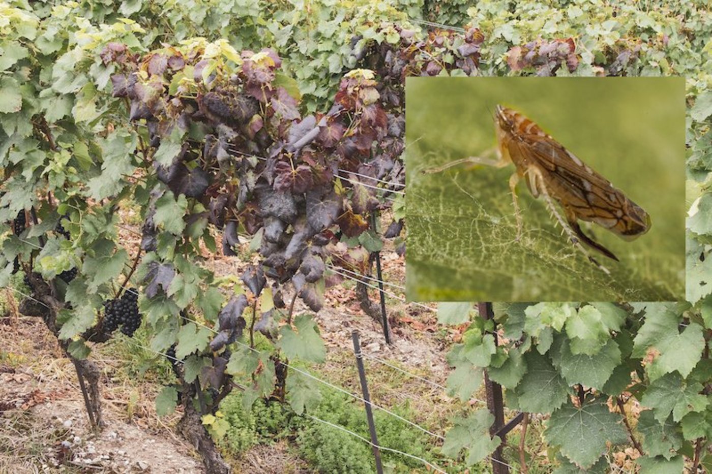 Die Goldgelbe Vergilbung (GGV) wird durch die Phytoplasmen Candidatus Phytoplasma vitis verursacht. (Bild Agroscope)