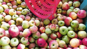 Mit Übermengen ist in diesem Jahr beim Mostobst nicht zu rechnen. Gesucht ist vor allem Bio-Mostobst. Christof Schenk vom Holderhof in Sulgen ist auf der Suche nach Bioproduzenten. 