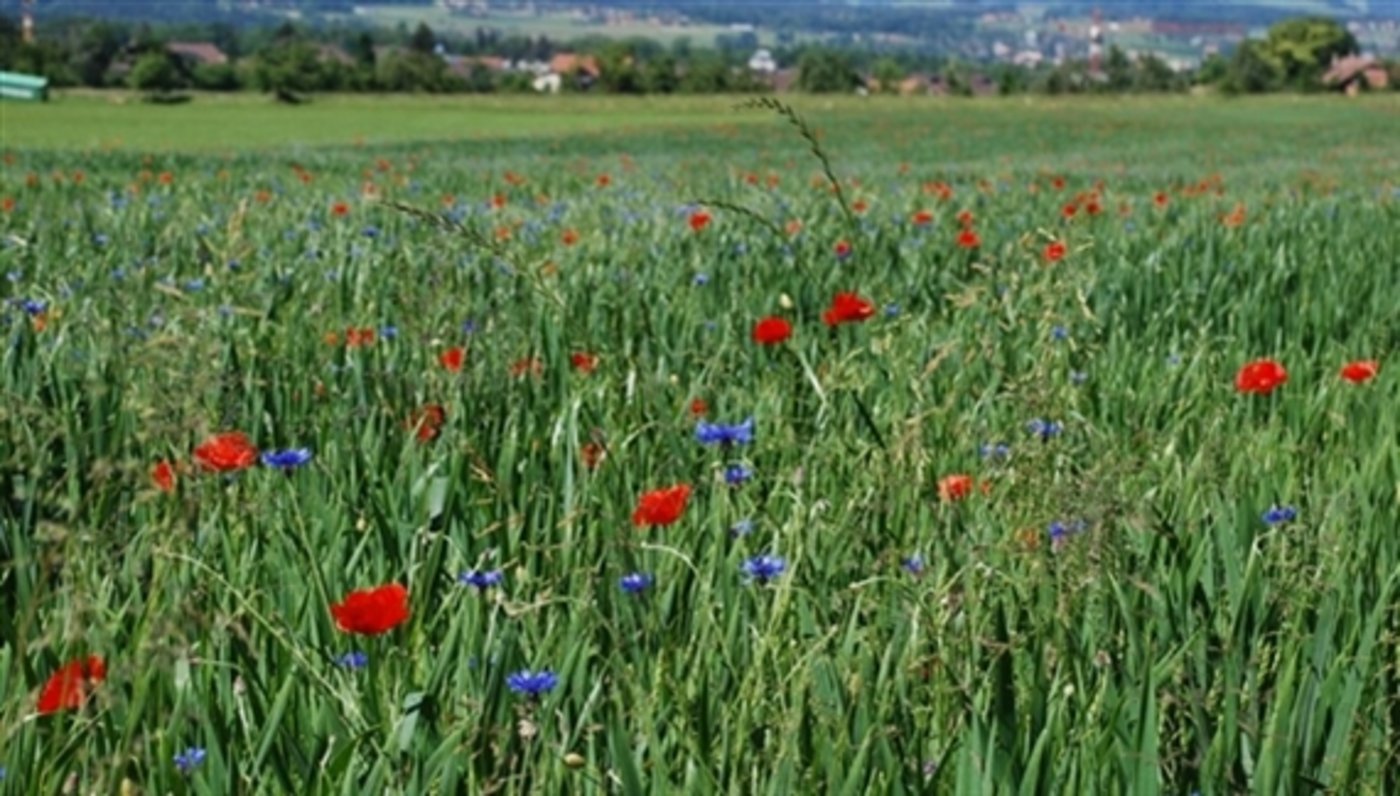 Die Produktion von Nahrungsmitteln und der Erhalt von Biodiversität müssen sich gegenseitig nicht ausschliessen. Und doch gibt es ständig Diskussionen um die Finanzierung von Massnahmen. (Bild Jeanne Woodtli)