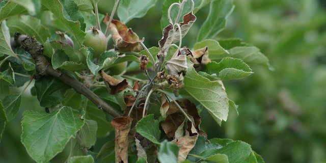 Bei diesem Apfelbaum hat bereits eine Sekundärinfektion stattgefunden. Die Blätter verfärben sich, Jungtriebe welken. (Bild zVg)