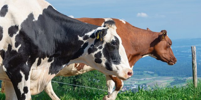 Zahlenmässig ist die Red-Holstein-Kuh gegenüber ihrer schwarzen Kollegin noch im Vorsprung, aber dieser wird von Jahr zu Jahr kleiner. (Bild Hansjürg Jäger)