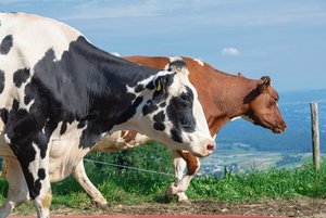 Schwarz gegen rot: Stirbt die Red-Holstein-Kuh aus? Zahlenmässig ist die Red-Holstein-Kuh gegenüber ihrer schwarzen Kollegin noch im Vorsprung, aber dieser wird von Jahr zu Jahr kleiner. (Bild Hansjürg Jäger)