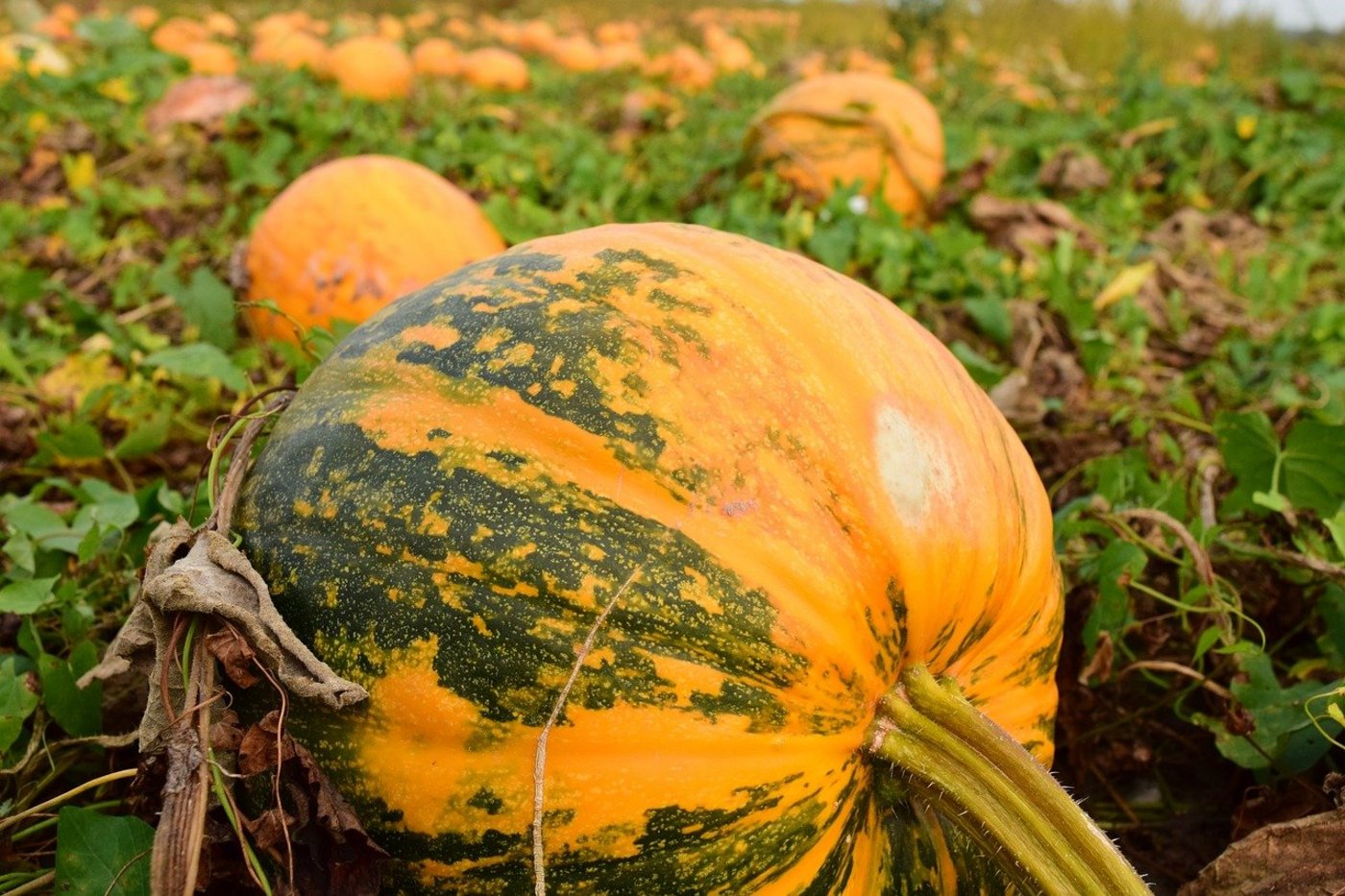 Bis das Gemüse oder andere Produkte vom Betrieb zum Abnehmer gelangt sind, braucht es einiges an Aufwand und Organisation. (Bild Pixabay)