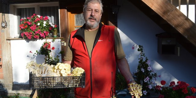 Lorenz Laubscher kultiviert Limonenseitlinge in einem ehemaligen Schweinestall. (Bilder asa)