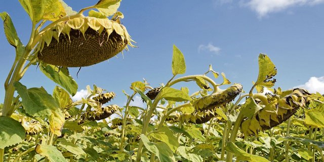 Kein Grund für hängende Köpfe: Sonnenblumen gewinnen an Bedeutung.