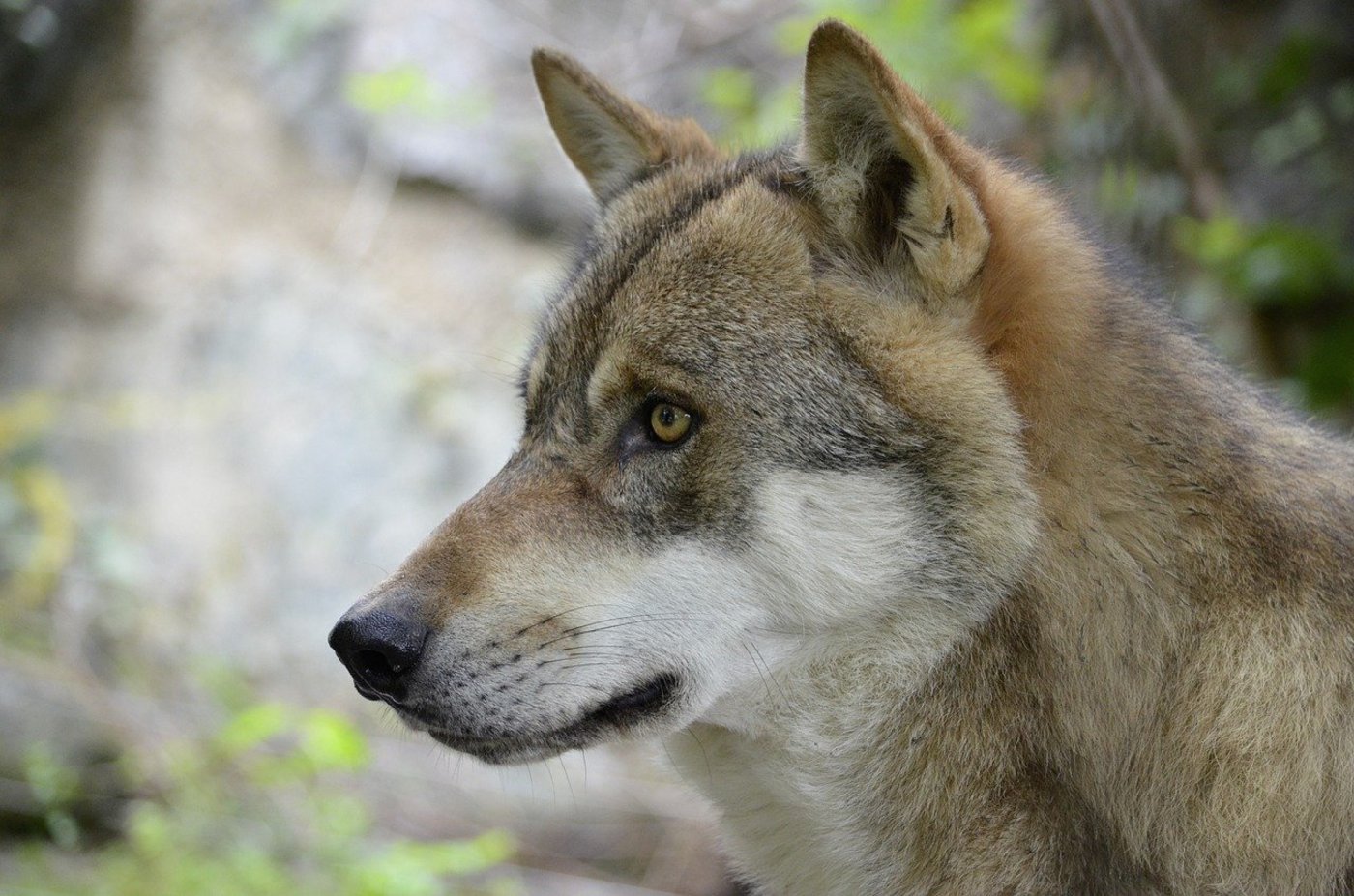Im Hinblick auf den nächsten Alpsommer soll der Wolf schneller reguliert und ab einem tieferen Schwellenwert geschossen werden dürfen, verlangt die Motion. (Bild Pixabay)