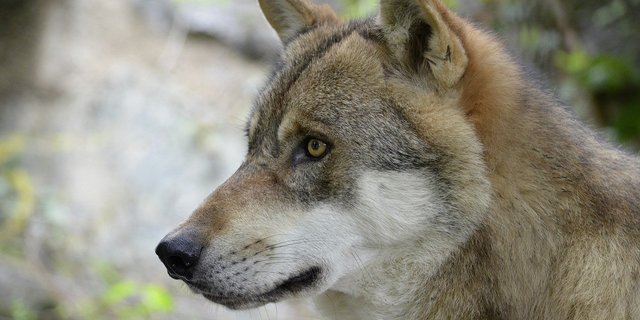 Im Hinblick auf den nächsten Alpsommer soll der Wolf schneller reguliert und ab einem tieferen Schwellenwert geschossen werden dürfen, verlangt die Motion. (Bild Pixabay)