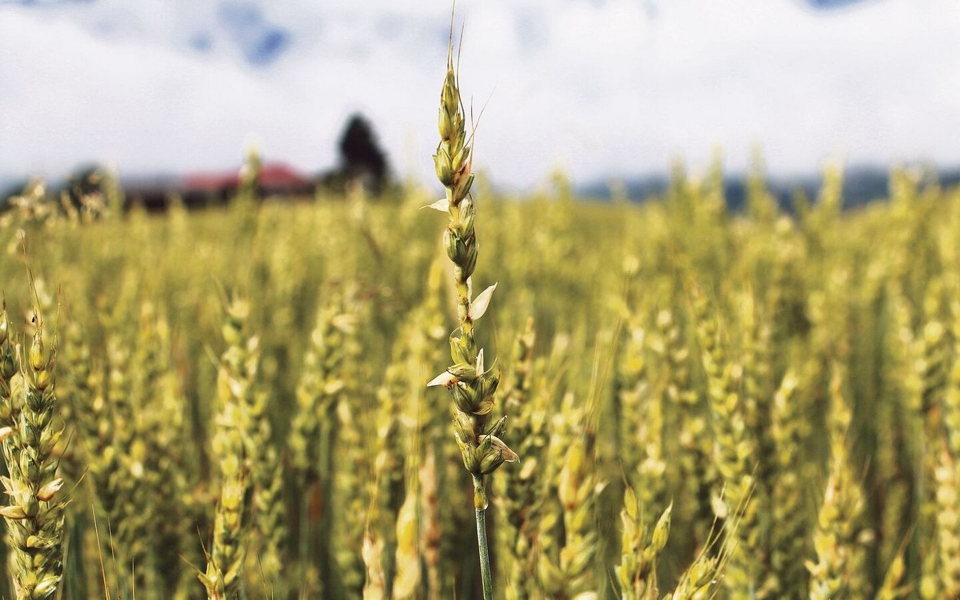 Durch die Zählung der fehlenden Körner an den Ähren wird der durch den Hagel entstandene Körnerausfall ermittelt.  