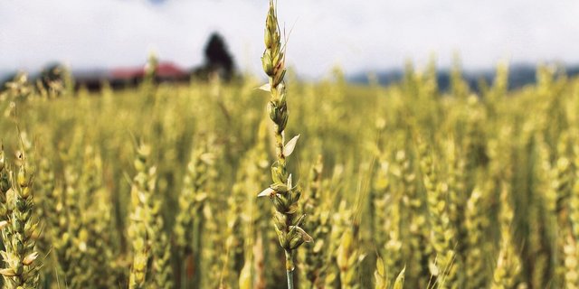 Durch die Zählung der fehlenden Körner an den Ähren wird der durch den Hagel entstandene Körnerausfall ermittelt.  