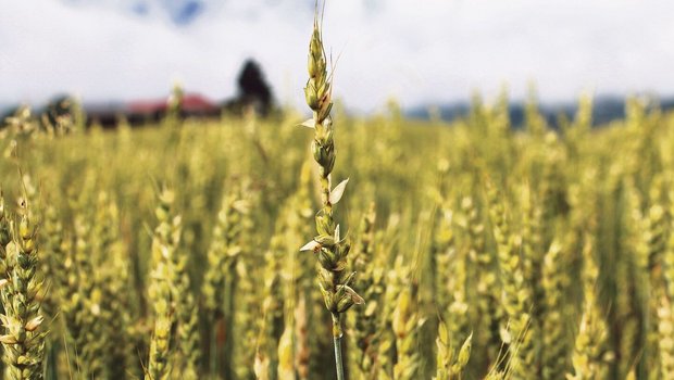 Durch die Zählung der fehlenden Körner an den Ähren wird der durch den Hagel entstandene Körnerausfall ermittelt.  