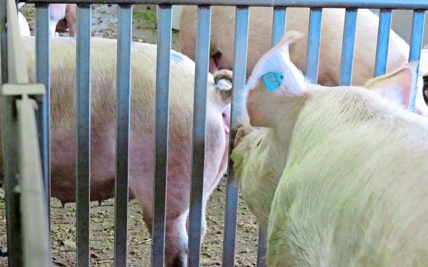 Der Eber übernimmt auf dem Zuchtbetrieb eine wichtige Rolle – auch bei künstlicher Besamung.