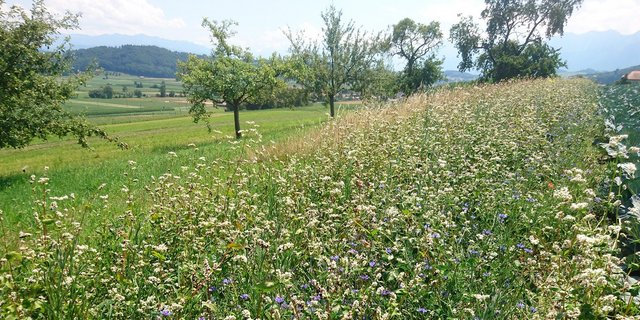Die FiBL-Blumenmischung für den Kohlanbau enthält Kornblume, Futterwicke, Buchweizen und Klatschmohn. Diese Pflanzen sollen Nützlingen eine Lebensgrundlage bieten und damit zur natürlichen Schädlingsbekämpfung beitragen. (Bild Henryk Luka / FiBL)