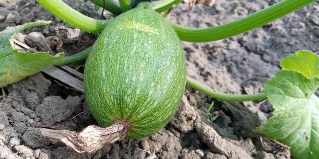 Dass auf den untersuchten Feldern unterschiedliches Gemüse wuchs, limitiert die Aussagekraft der Studie. (Bild Pixabay)