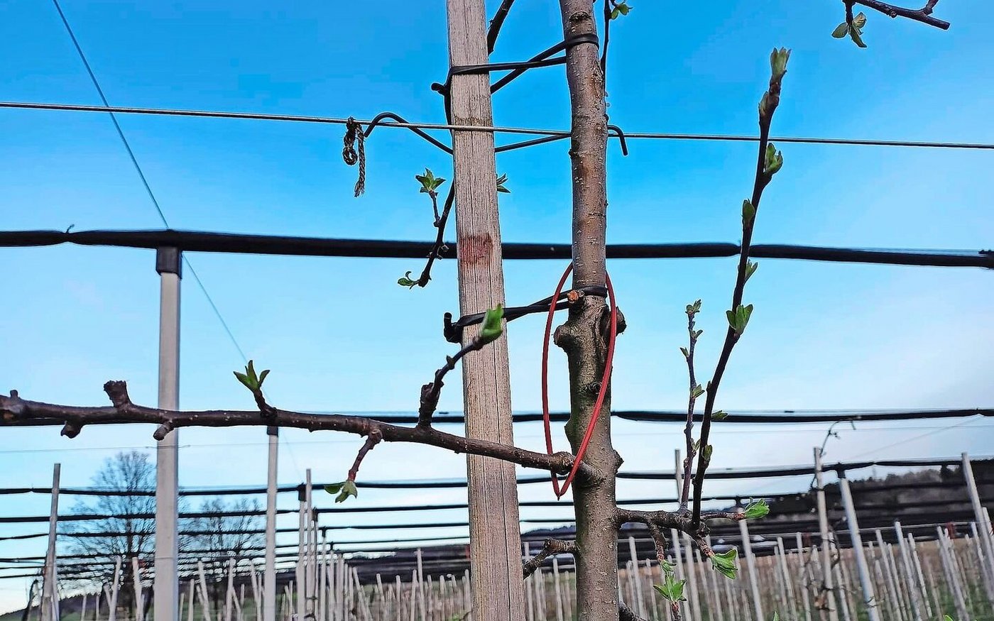 «Spaghetti» verwirren Apfelwicklermännchen.