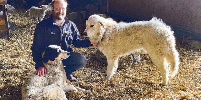 Bruno Zähner mit zwei seiner acht Herdenschutzhunde, Juna und Amadeo. Sie haben Bedürfnisse wie andere Hunde auch, sie benötigen Betreuung, Zuwendung und genügend Auslauf. (Bilder Alexandra Stückelberger)