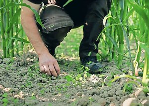 Nicht in allen Jahre Nicht in allen Jahren gedeiht die Untersaat gleich üppig. Beat Wüest verwendet die Mischung UFA-Maislegu.
