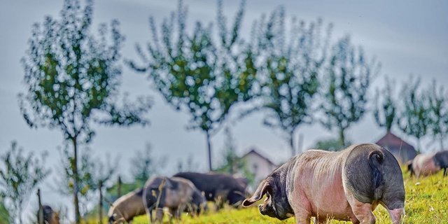Ein Hauch von Baskenland im Schweizer Jura: Auf Joana und Joan Studers Hof Mont Lucelle weiden iberische Schweine.