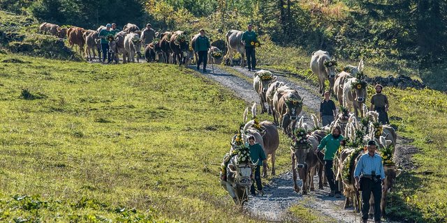 Quo vadis, Schweizer Landwirtschaft? Am 23. September stimmen wir gleich über zwei Agrarinitiaven ab. (Symbolbild Pixabay)