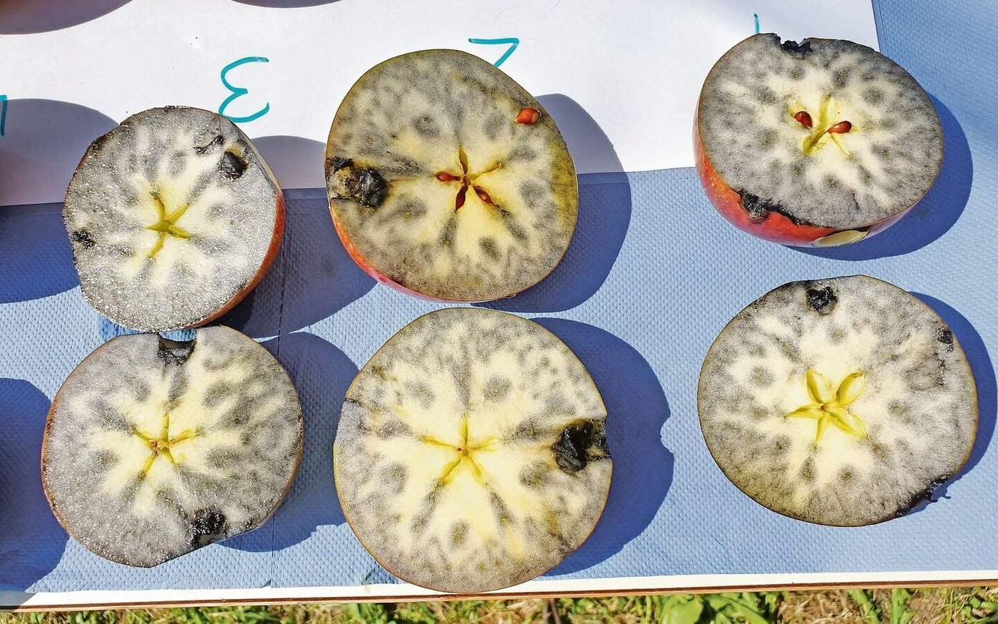 Mit Jodlösung behandelte Schnittflächen von Äpfeln zeigen, wie fortgeschritten der Stärkeabbau ist.