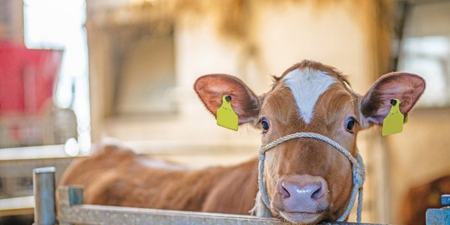 Effektive Mikroorganismen helfen bereits Kälbern, die Darmflora aufzubauen. Der EM-Einsatz macht auch auf Aufzuchtbetrieben Sinn, wo Kälber aus verschiedenen Ställen eintreffen und sich dementsprechend verschiedenste Bakterienstämme ansiedeln.(Bild BauZ)