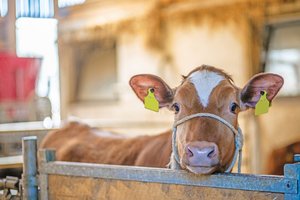 Effektive Mikroorganismen helfen bereits Kälbern, die Darmflora aufzubauen. Der EM-Einsatz macht auch auf Aufzuchtbetrieben Sinn, wo Kälber aus verschiedenen Ställen eintreffen und sich dementsprechend verschiedenste Bakterienstämme ansiedeln.(Bild BauZ)