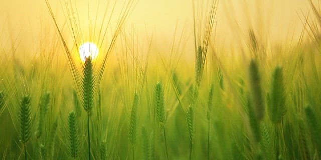 Die Versuche werden auf der «Protected Site» am Standort Reckenholz (ZH) der eidgenössischen Forschungsanstalt Agroscope durchgeführt. (Bild pixabay)