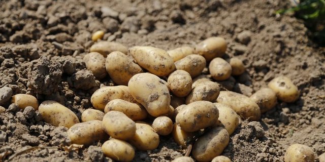 Obwohl man Kartoffeln als modernes Lebensmittel bezeichnen kann, sinkt ihr Konsum in der Schweiz und auch im Ausland. (Bild ji)