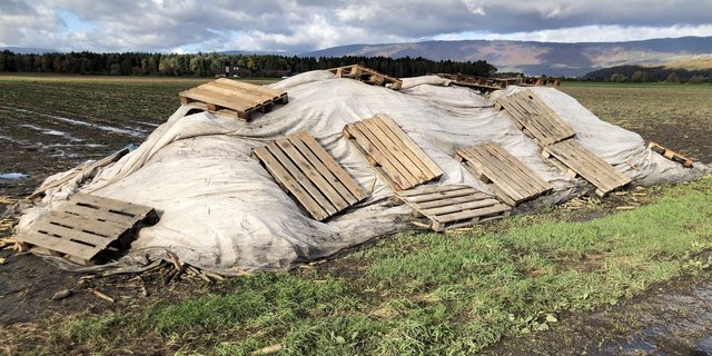 Feldrandmiete mit Pfälzerrüebli