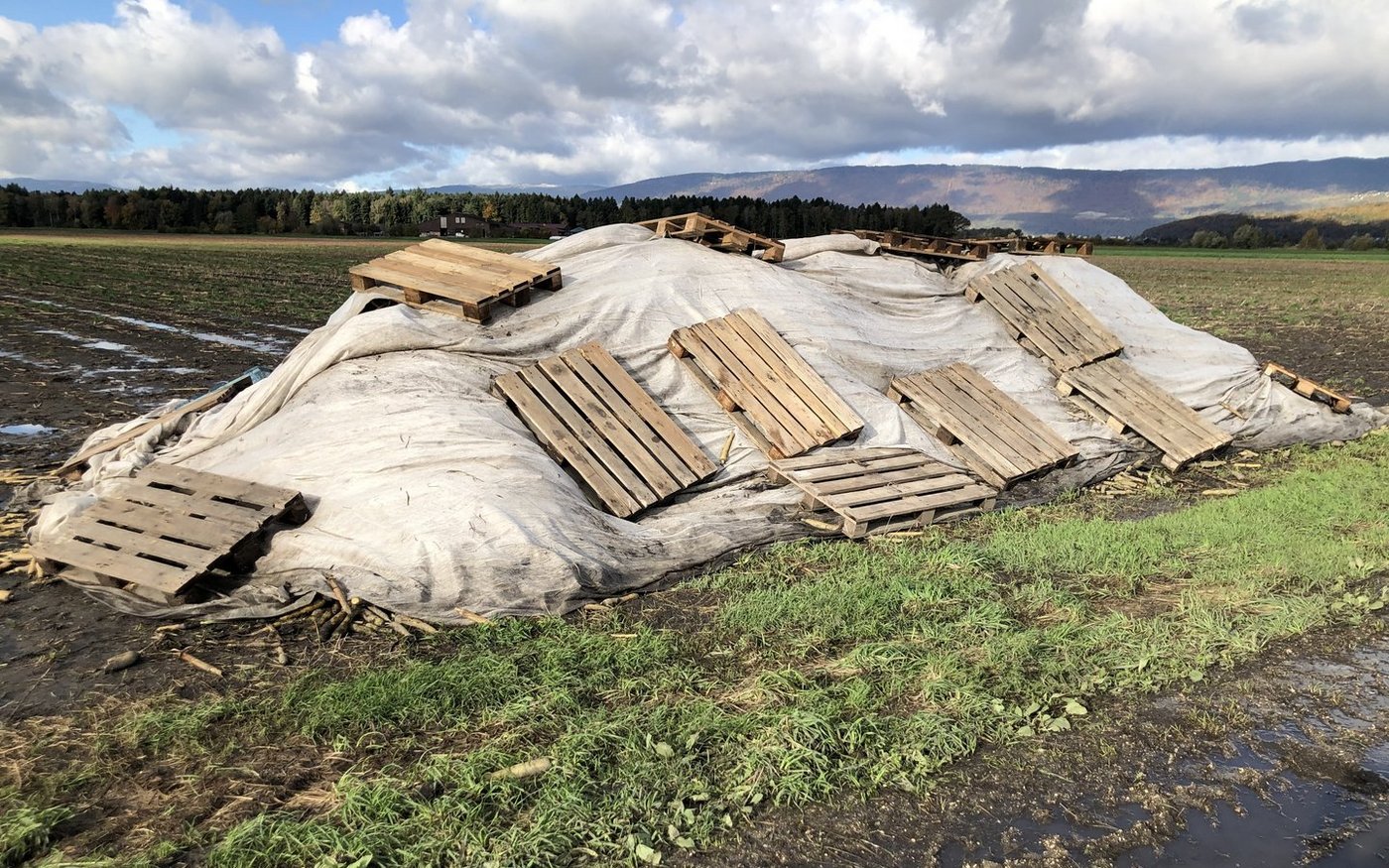 Feldrandmiete mit Pfälzerrüebli