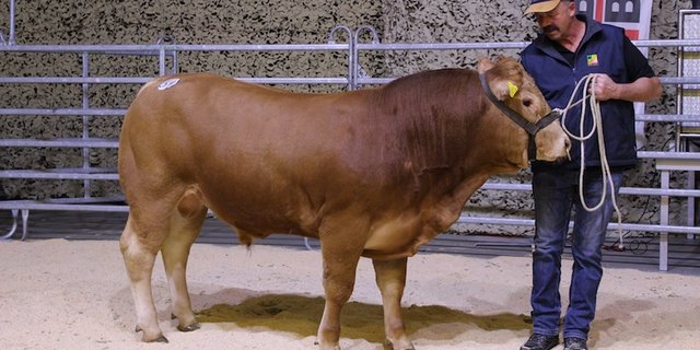 Limousine-Stier Etzel Belzstadel erzielt mit 7‘800 Franken einen Spitzenpreis. 