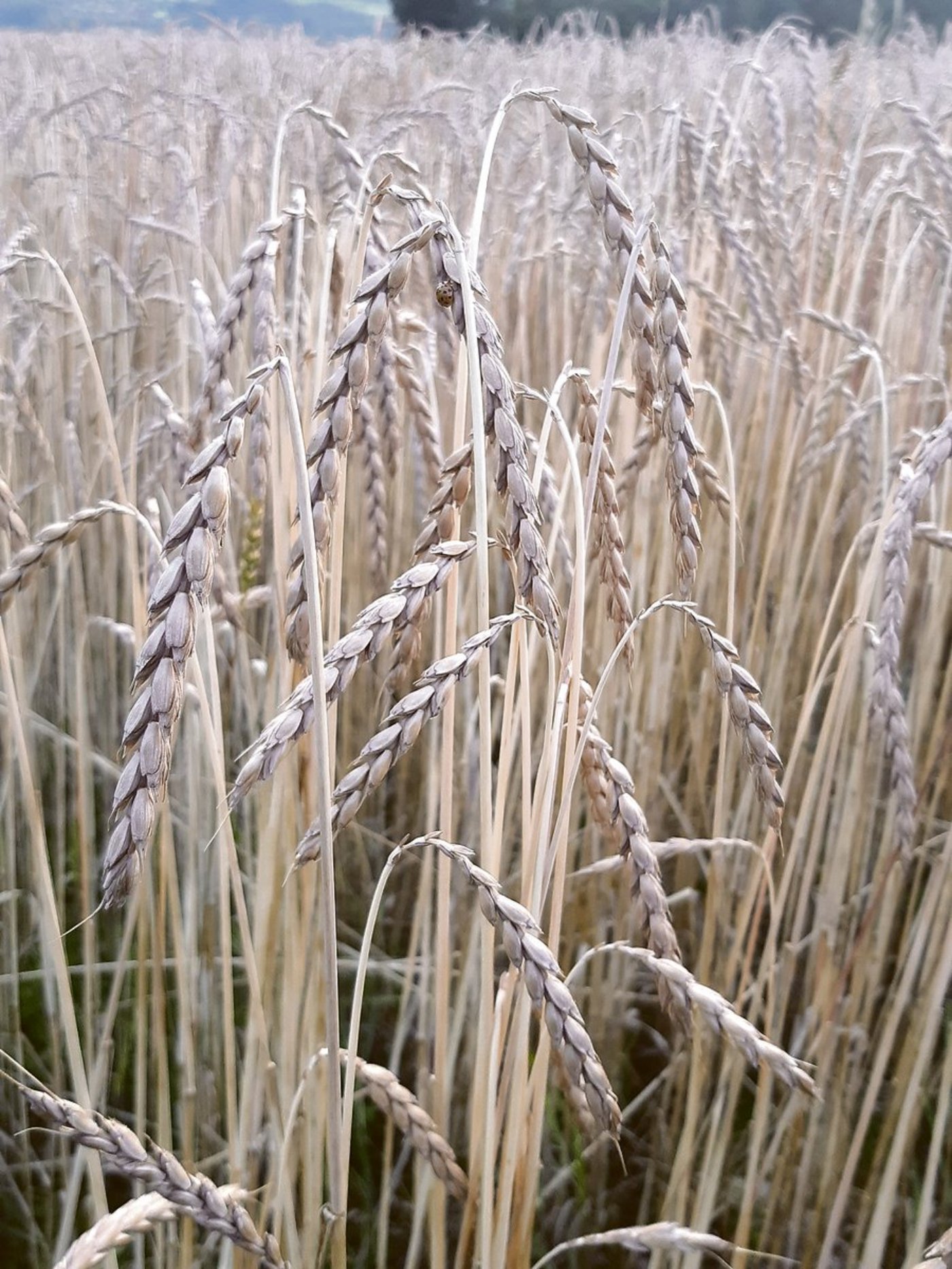 Dieser Urdinkel steht kurz vor der Ernte. (Bild sb)