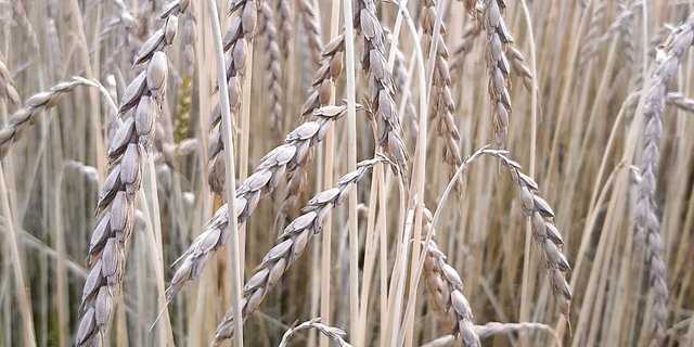 Dieser Urdinkel steht kurz vor der Ernte. (Bild sb)