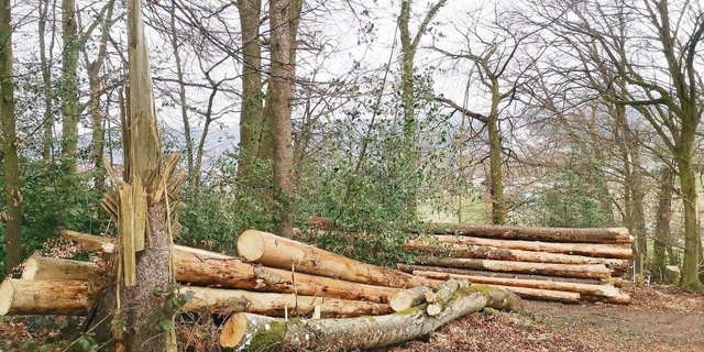 Ein Teil des Käferholzes wird zum Beheizen des Kessis in der Hofchäsi Schmid benutzt.