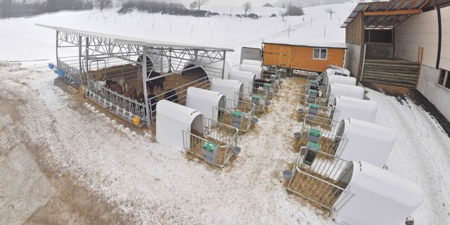 Blick auf die Freiluft-Kälberhaltung von Ueli Häcki. Rechts im Bild die Einzeliglus, in denen die Kälber die ersten drei Wochen auf dem Betrieb in Quarantäne verbringen, links im Bild die Gruppenhaltung, in die sie anschliessend wechseln. (Bild Ueli Häcki)