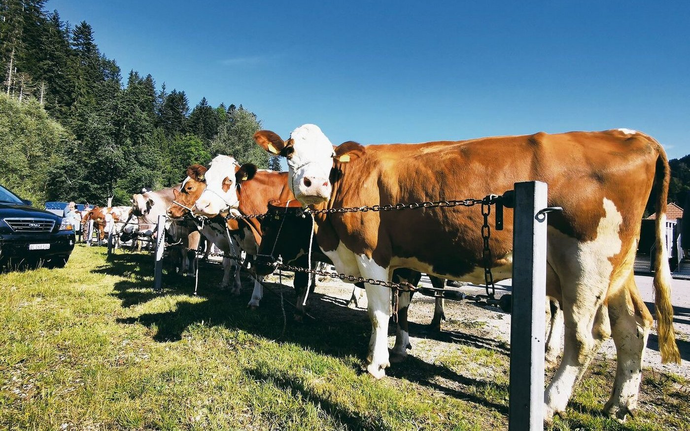 Die Kühe erfreuten sich an den öffentlichen Märkten einer regen Nachfrage und guten Überzahlungen. So mussten im vergangenen Jahr kaum Tiere übernommen werden.
