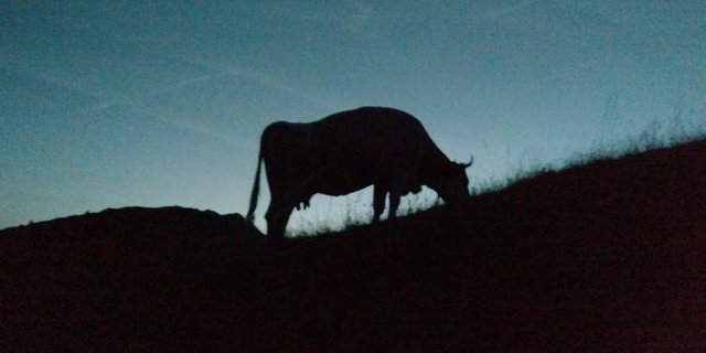 Alp Steistoos. (Bild Jessica und Raphael Rinnerthaler)