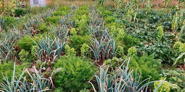 Beim System «Pixel-Farming» werden verschiedenen Gemüsesorten pixelartig und zeitlich versetzt angepflanzt. Jedes Gemüse besetzt eine eigene Nische. 