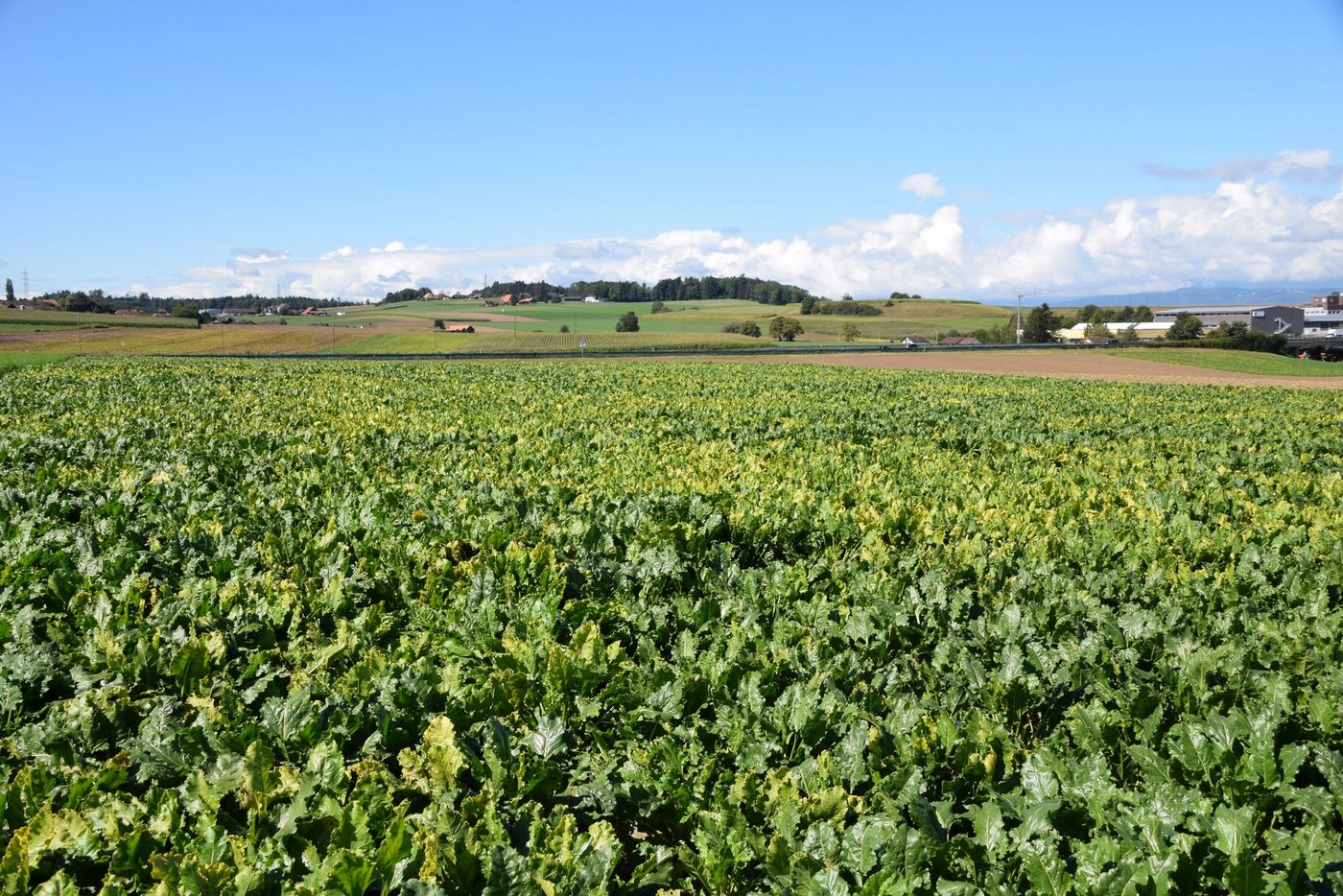 Harte Arbeit zahlt sich aus - oder doch nicht? Überschreitet das Manuelle Jäten die 200 Stunden-Marke, wird die Zuckerrübenproduktion zum teuren Spass.  (Bild BauernZeitung/Sera J. Hostettler)